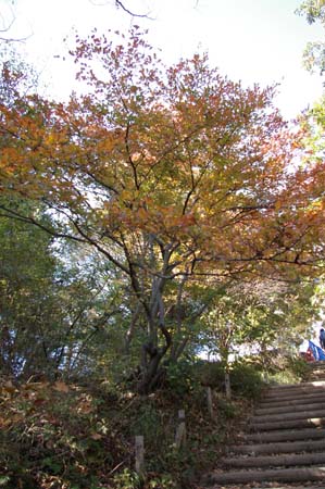 IMGP2367