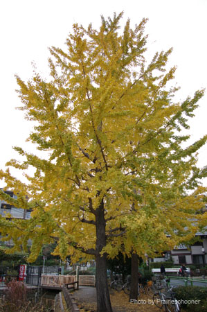IMGP2654